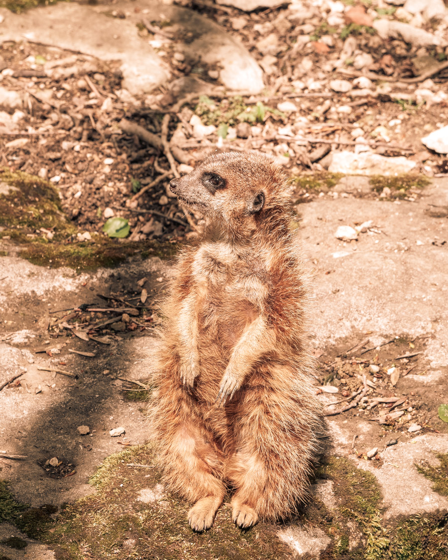 Parc de l'Auxois suricate