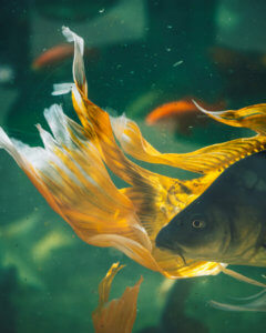 Citadelle de Besançon aquarium