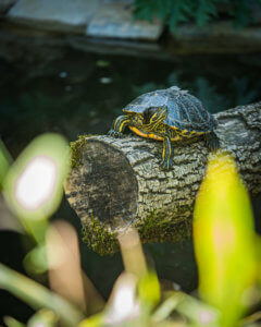 Citadelle de Besançon aquarium tortue