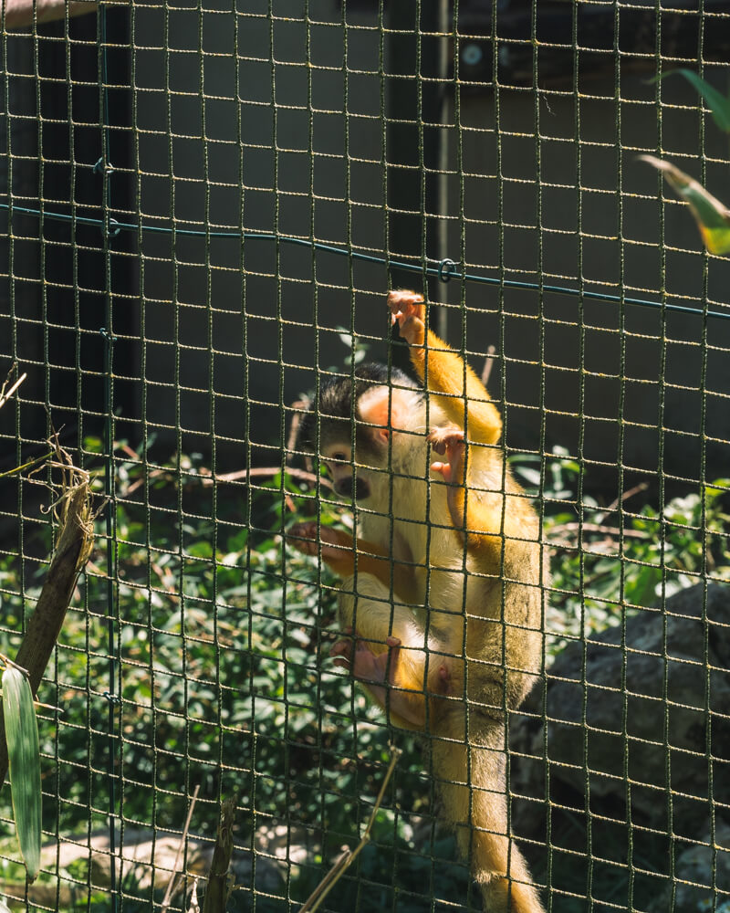 Citadelle de Besançon zoo primate singe