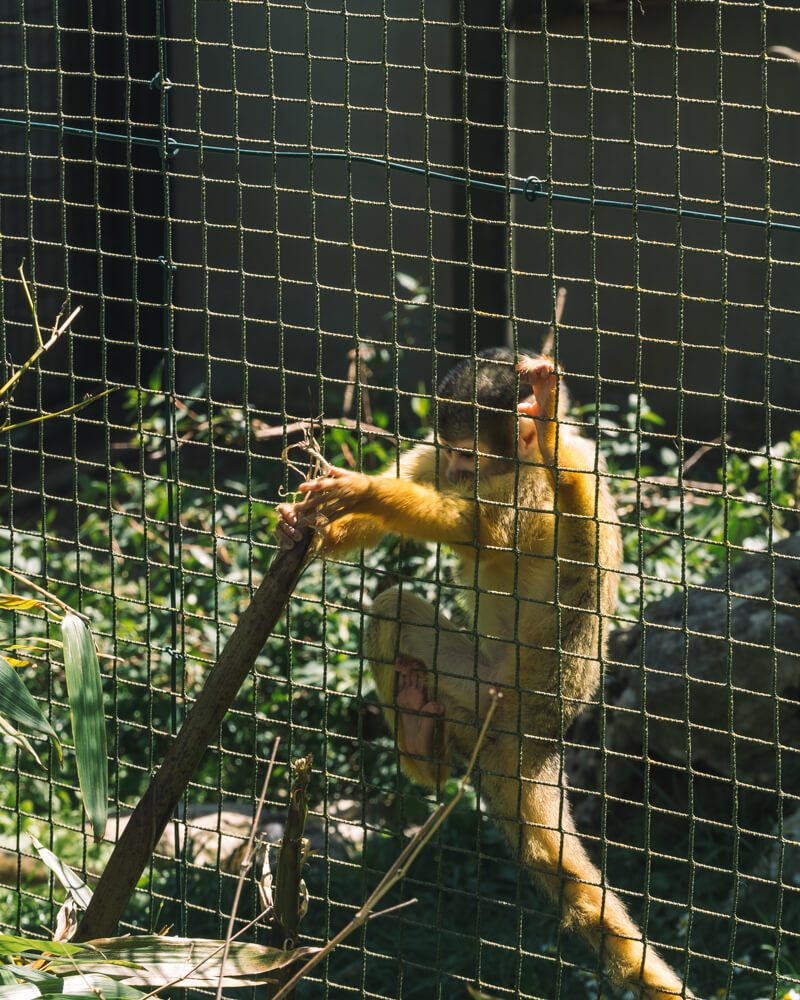 Citadelle de Besançon zoo primate singe
