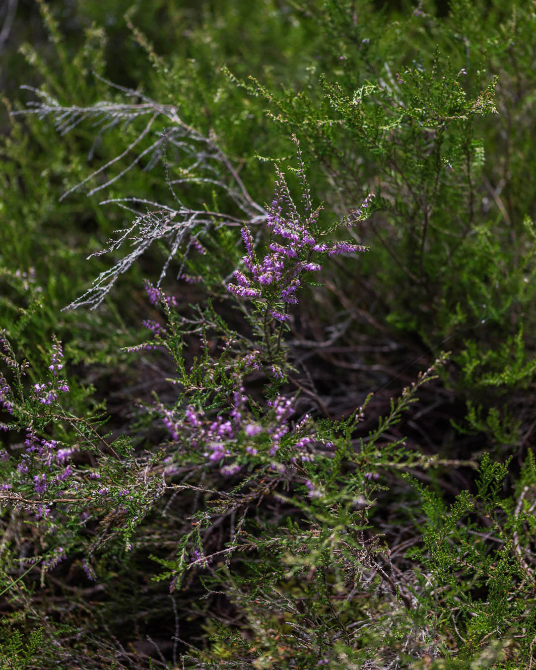 tourbières de Frasne fleurs violettes