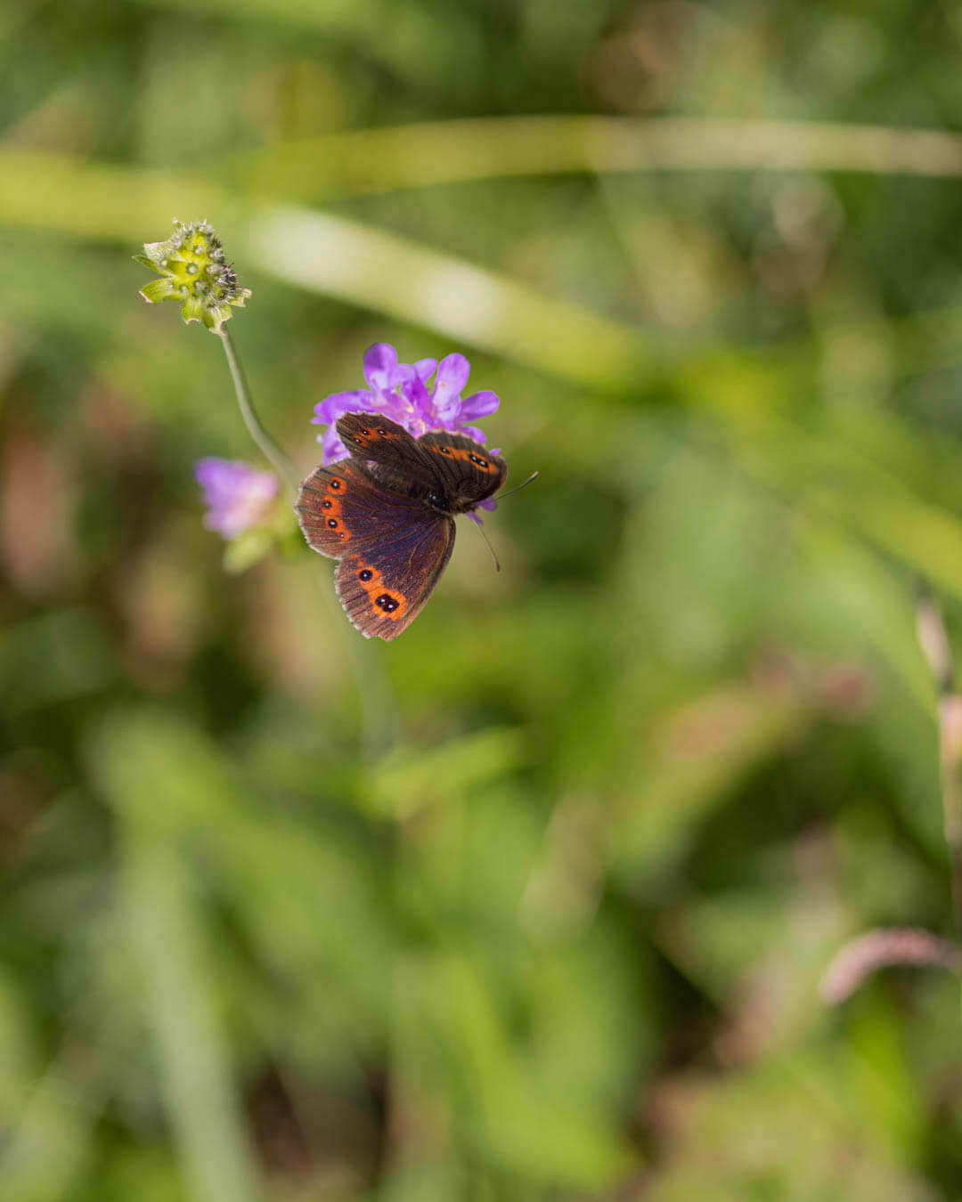 tourbières de Frasne papillon sur fleur violette