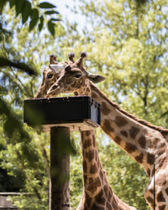 girafes