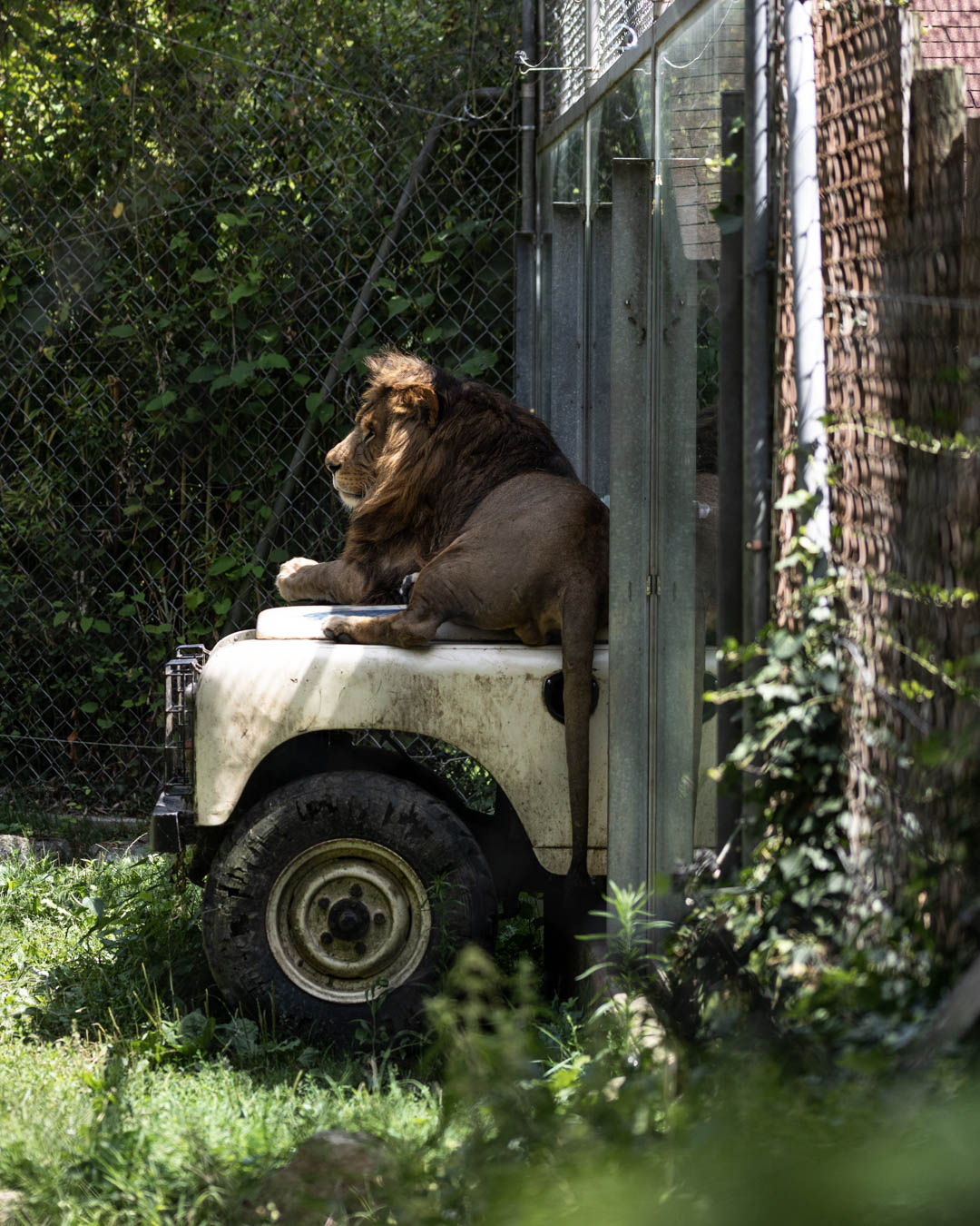 lion sur une voiture