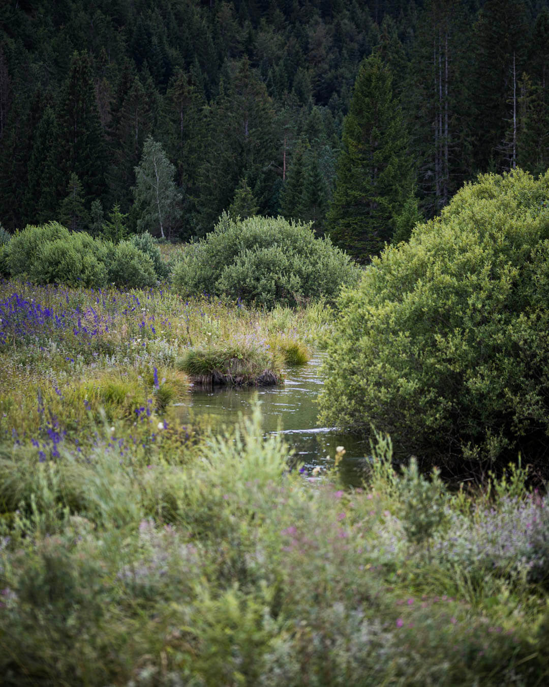 Mouthe Source du Doubs