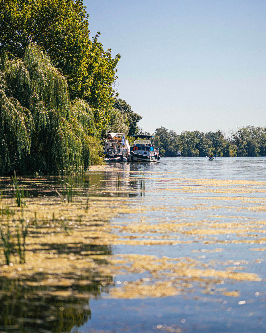 La Saône en Rives de Saône en Côte-d’Or